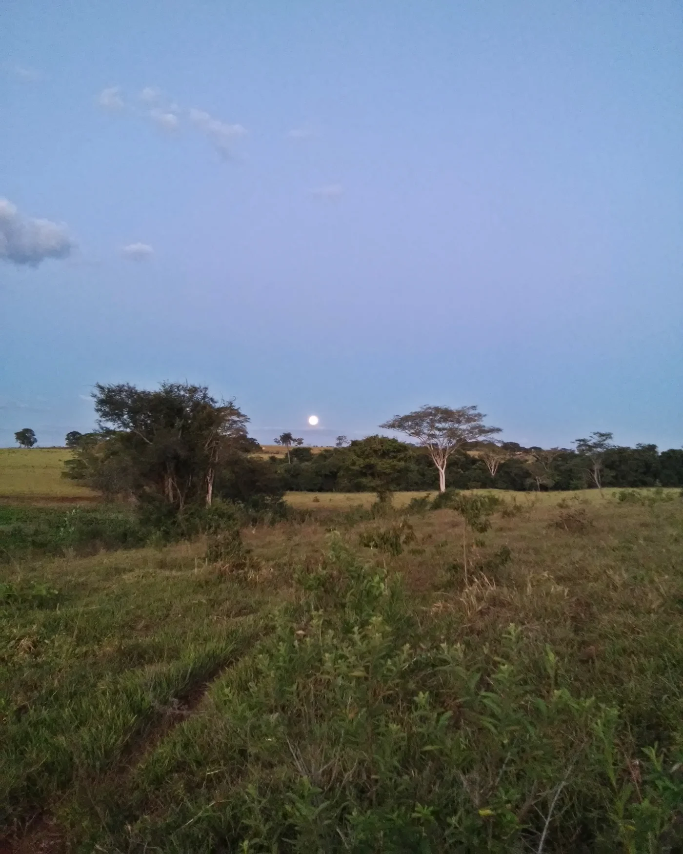 Cerrado ao entardecer no Norte de Minas Gerais, vegetação nativa e lua nascendo no horizonte.